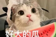 娱乐吃瓜君猫猫